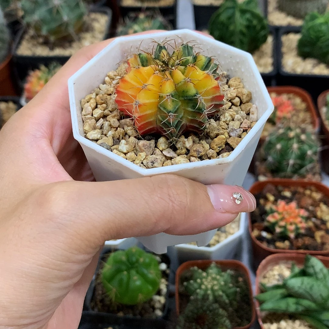 当前无花栽培后可以开花实生根肋骨米哈锦