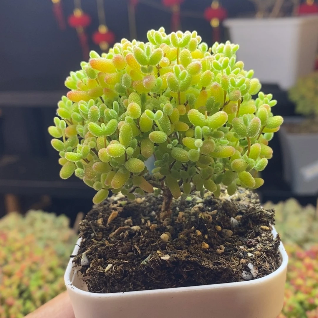 25号蜜橘糖球枝干多肉