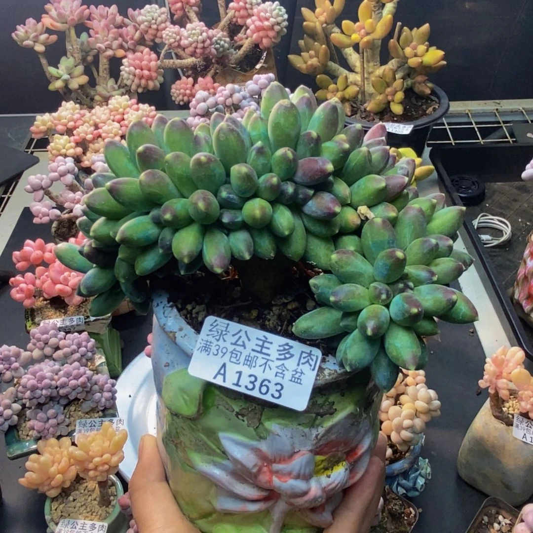 363香蕉树缀多肉10c m
