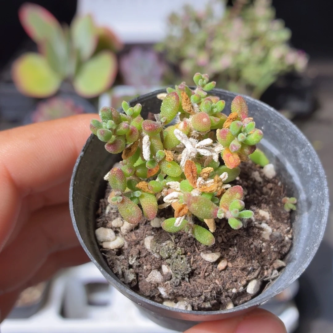 红宝石枝干多肉9.9包邮发货