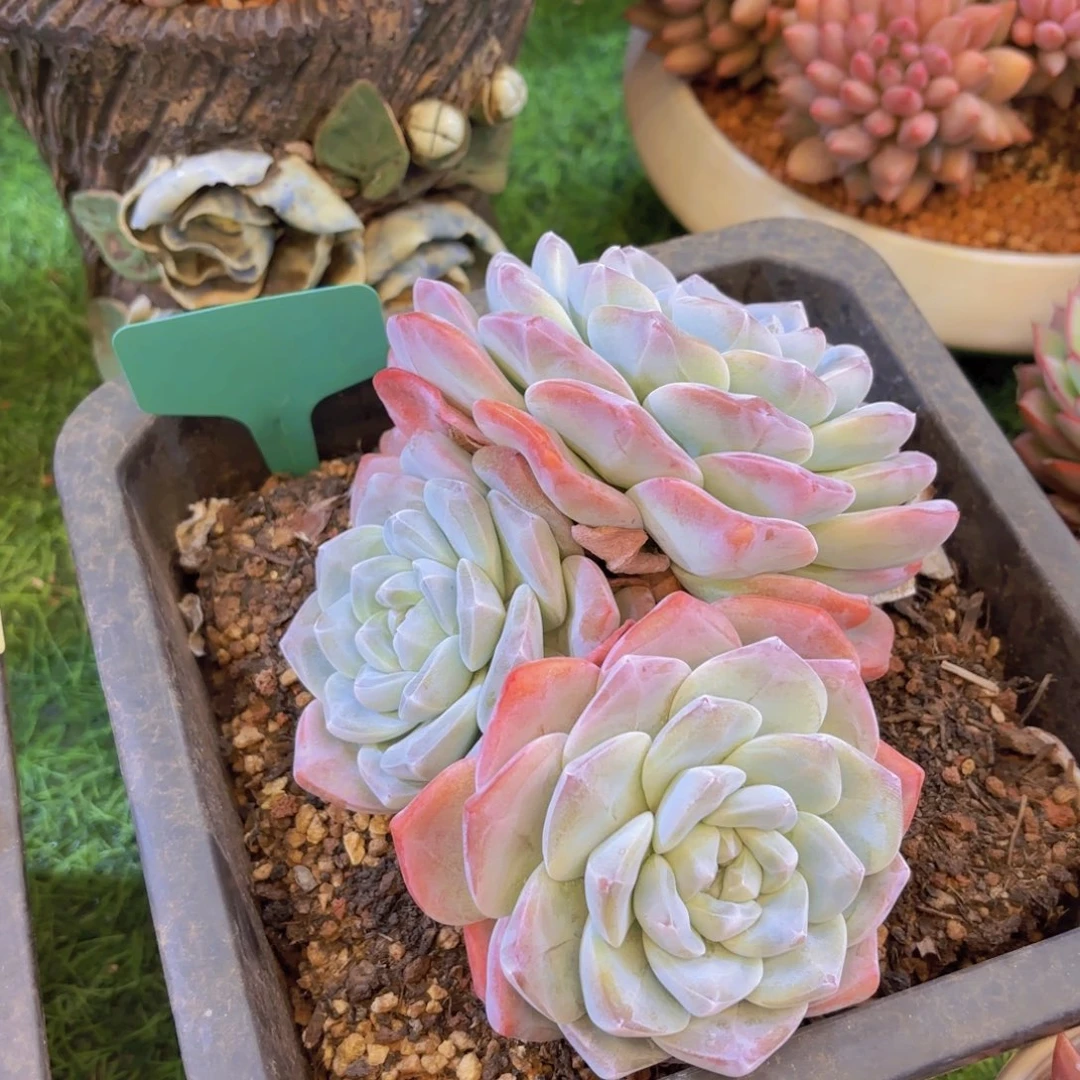 ****云南金致家精品多肉