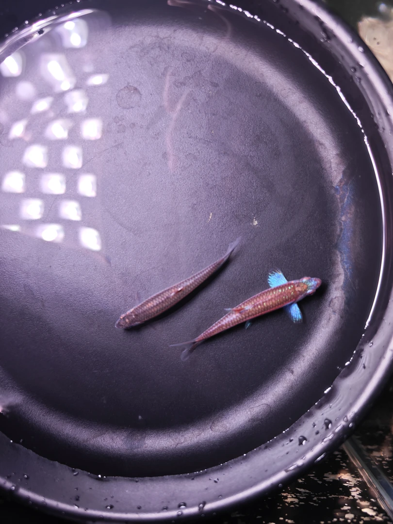 蝴蝶凯迪 紫光精灵