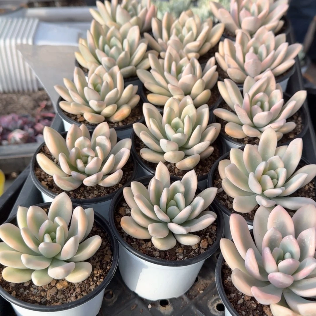 小奥普锦郑州场多肉29.8