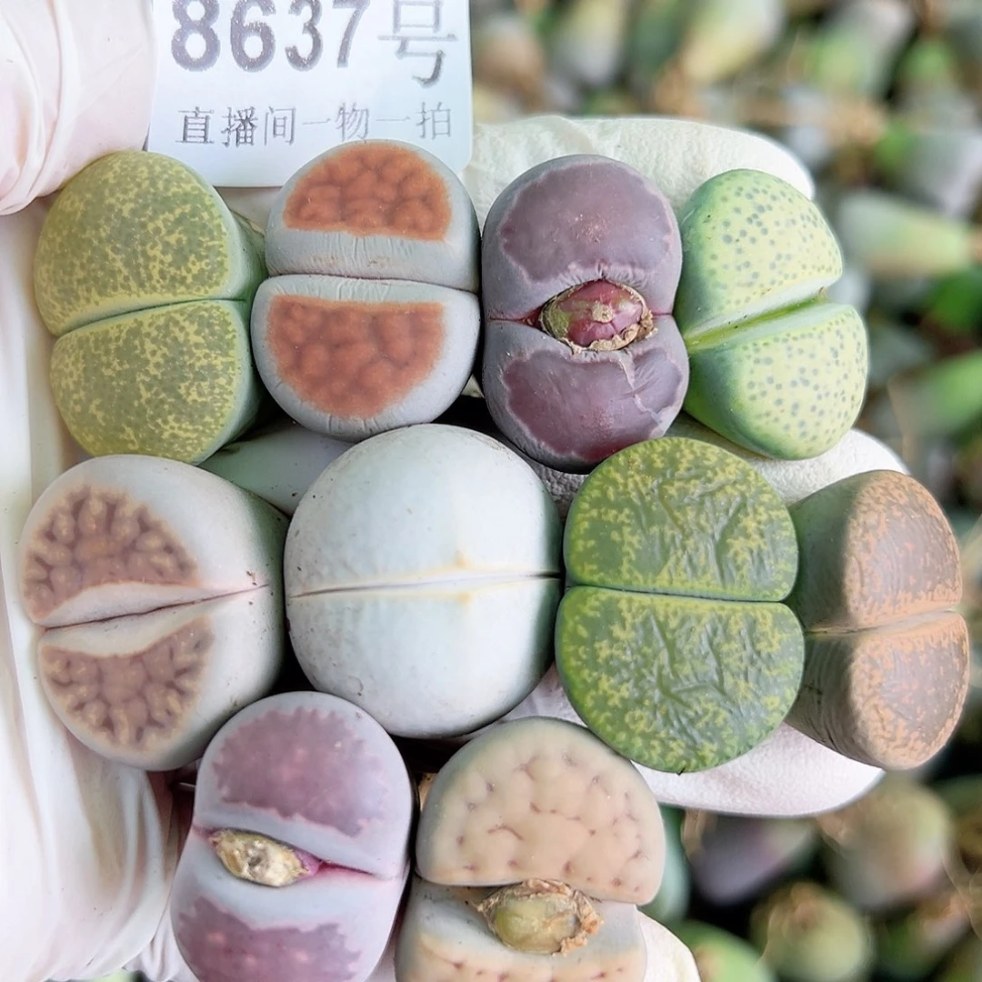 8637 好养易活生石花大母本10个有颗高尔夫福利