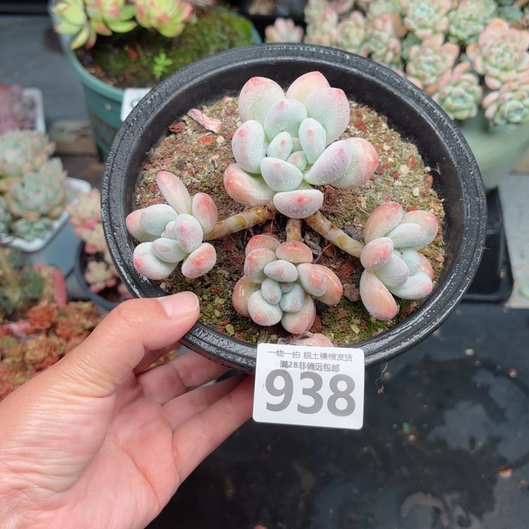 香水老桩无盆土发货