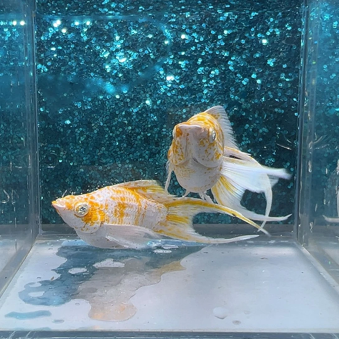 孔雀鱼樱花玛丽一对0043