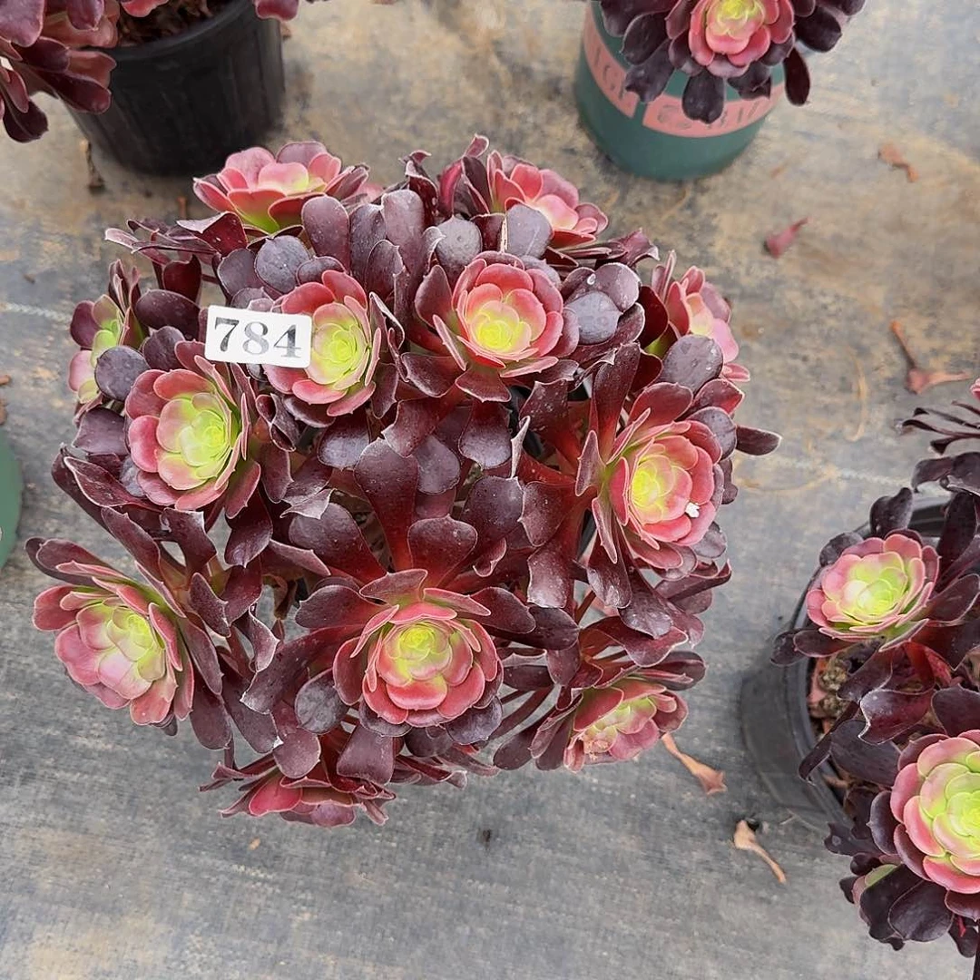 0000784欧紫多肉植物