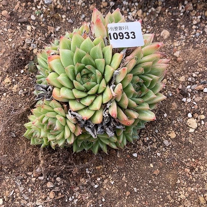 阿雅园艺。      933