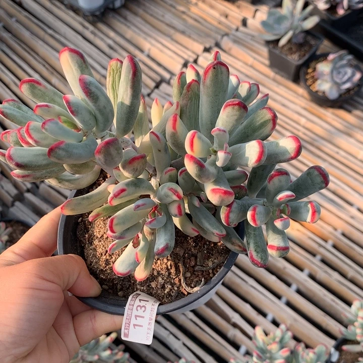 无花朵帮叶福娘锦1131