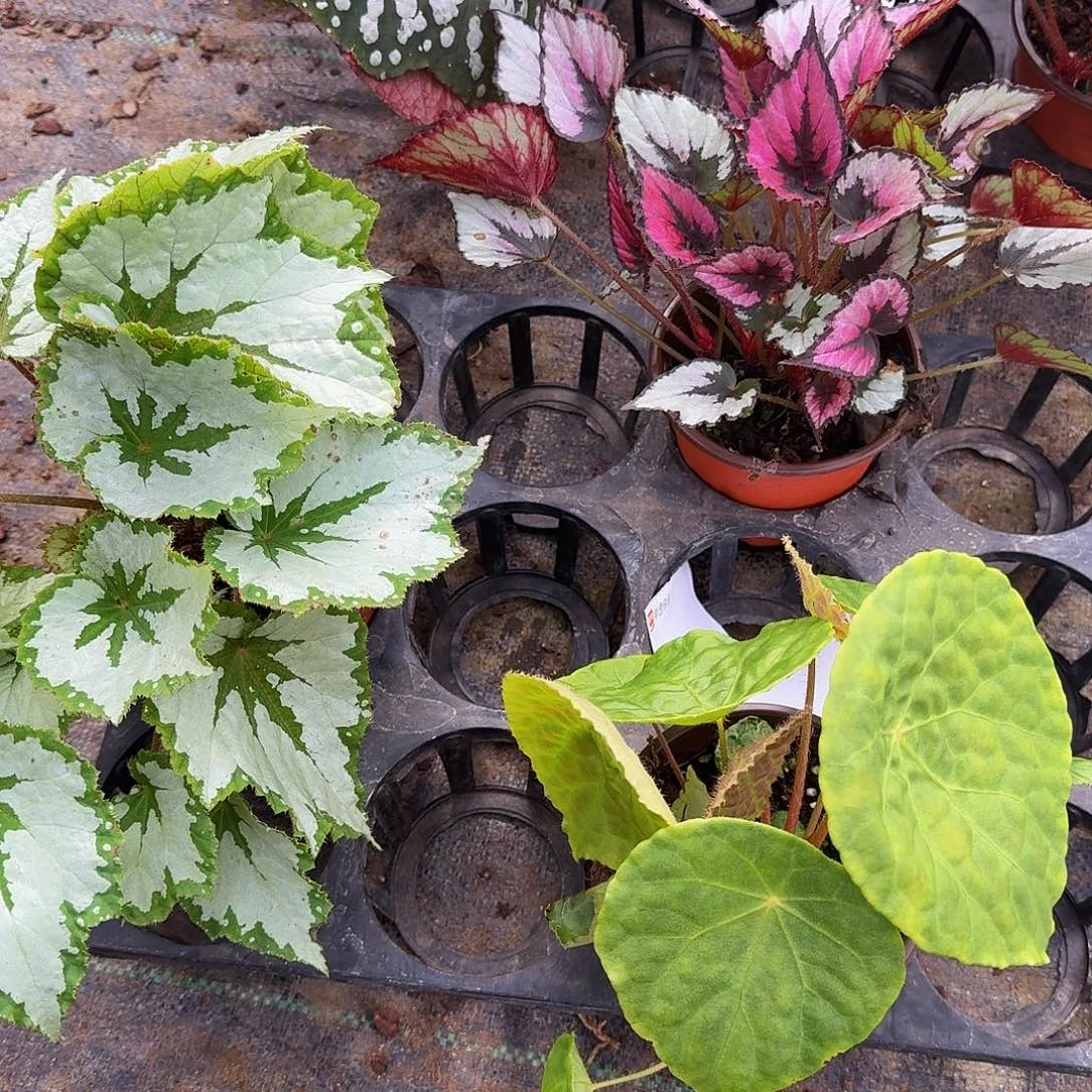 完全开放一物一拍套餐10