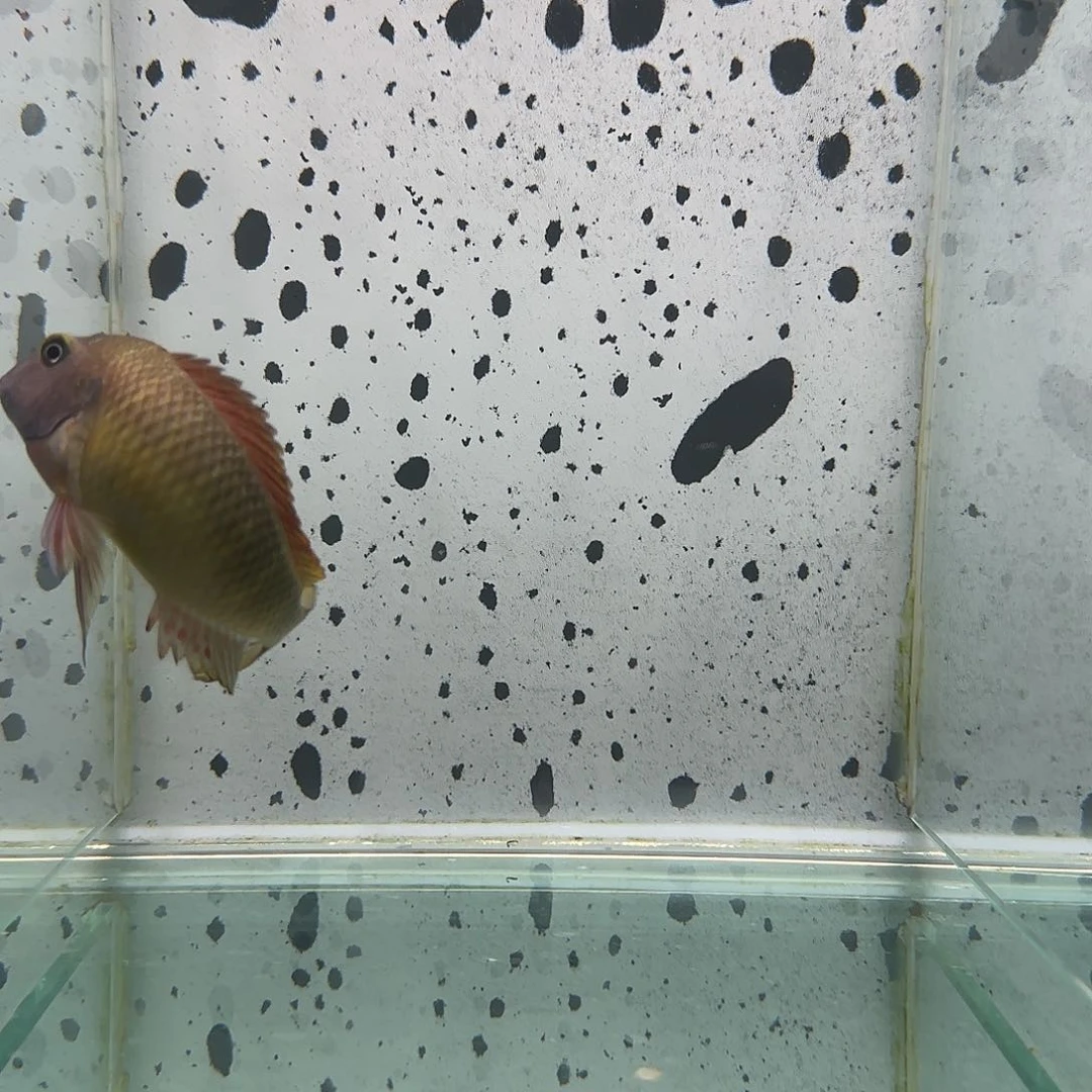 慈鲷人**茶野生红彩虹蝴蝶1103