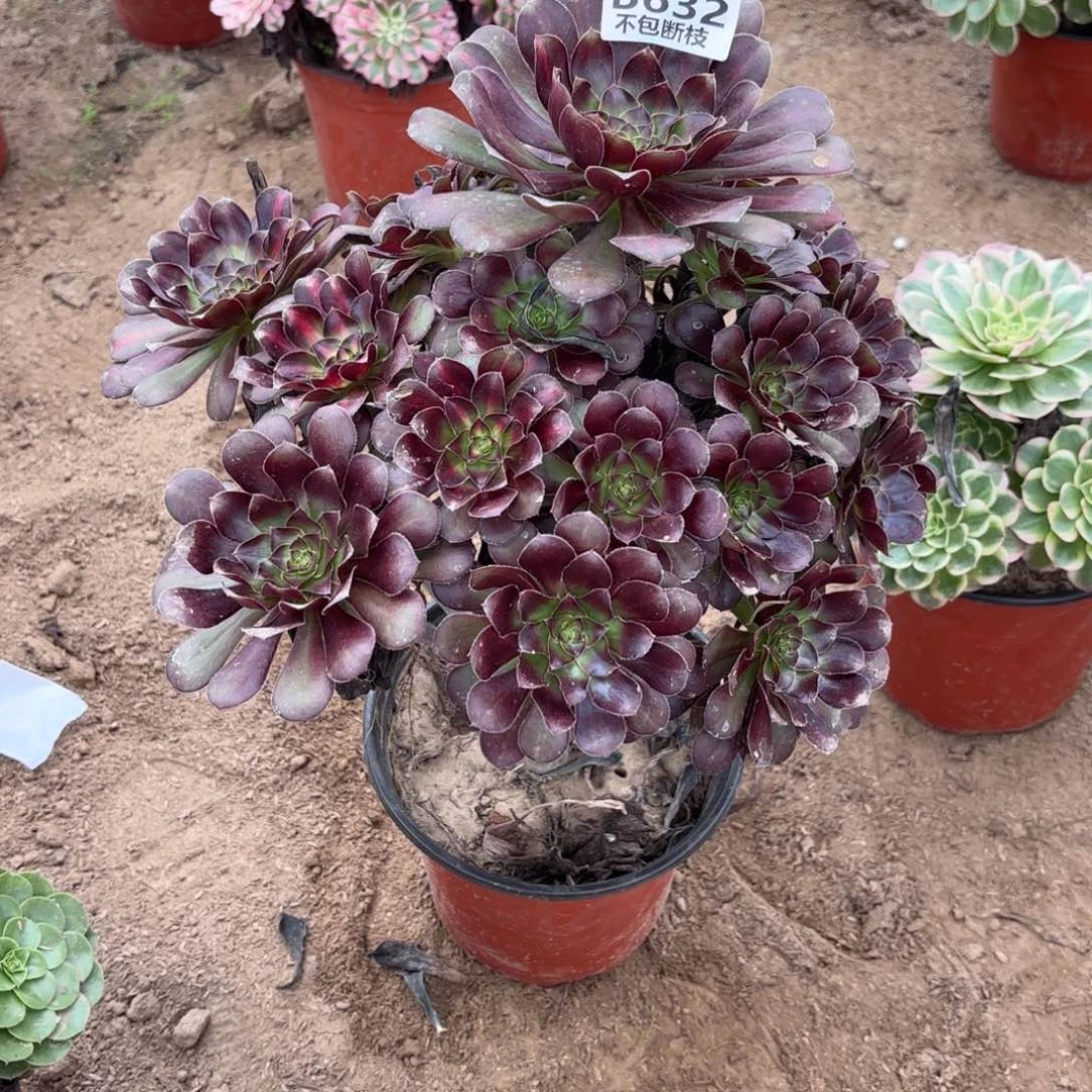 N. 632冰淇淋中班多肉122