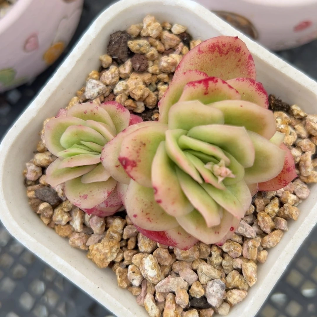 冰玫瑰精控多肉一物一拍