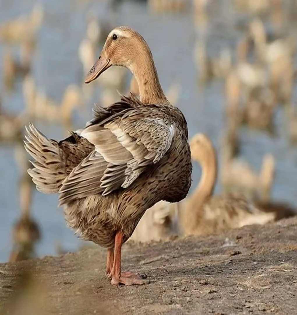 顺丰冷链农家放养土鸭杀好带内脏（顺丰包邮）