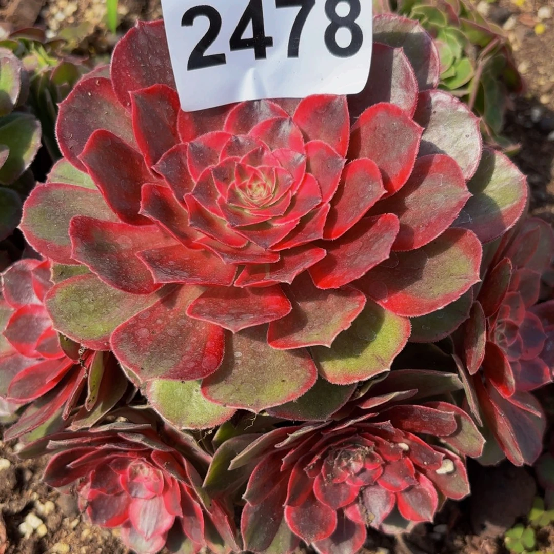 2478多肉植物克拉恋人