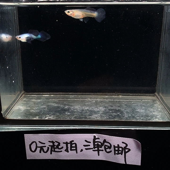 孔雀鱼大耳熊猫一对
