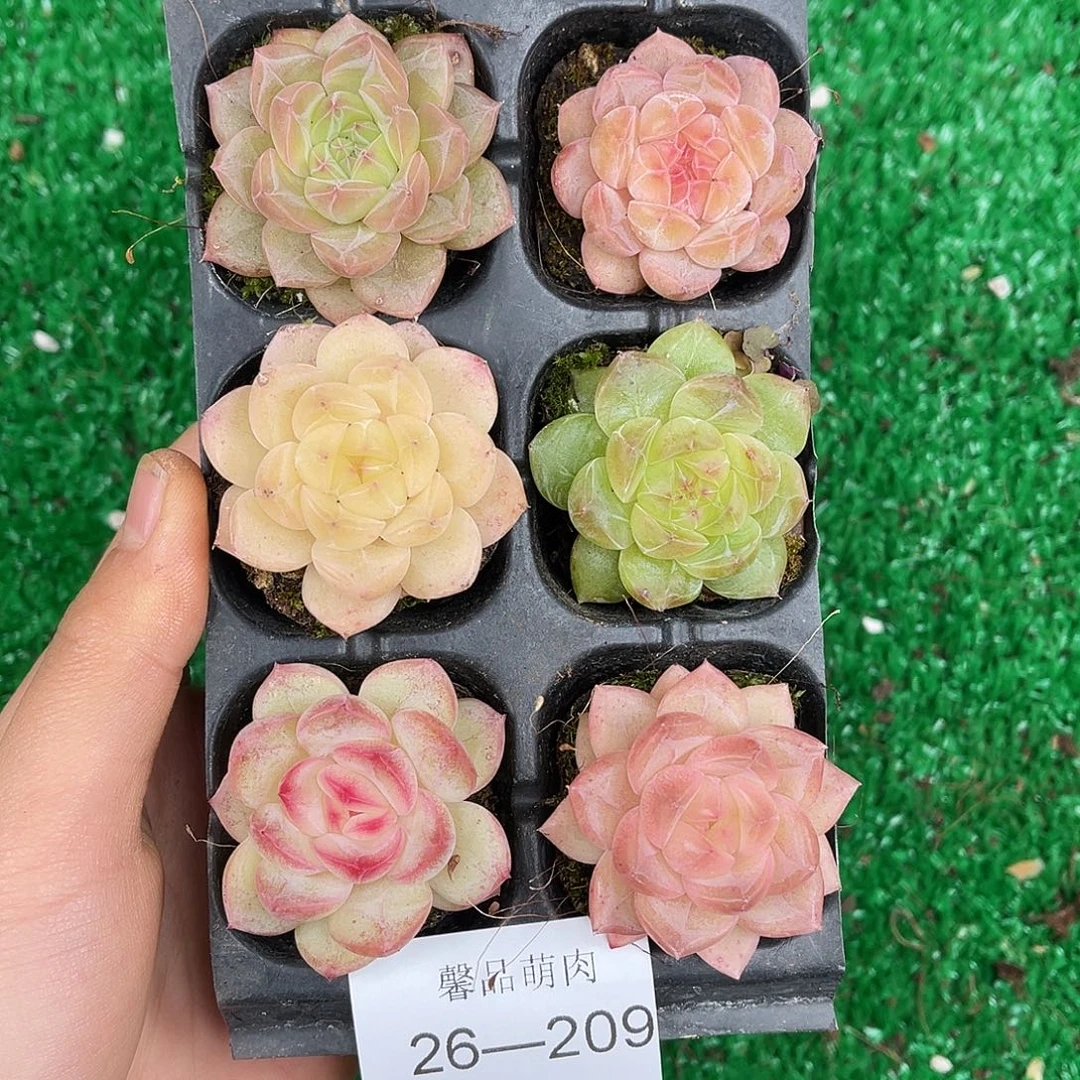 多肉一物一拍26-209