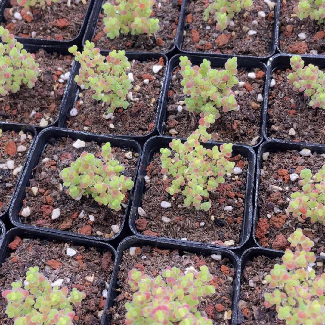 量拍58号 小树造型蜜桔枝干一个