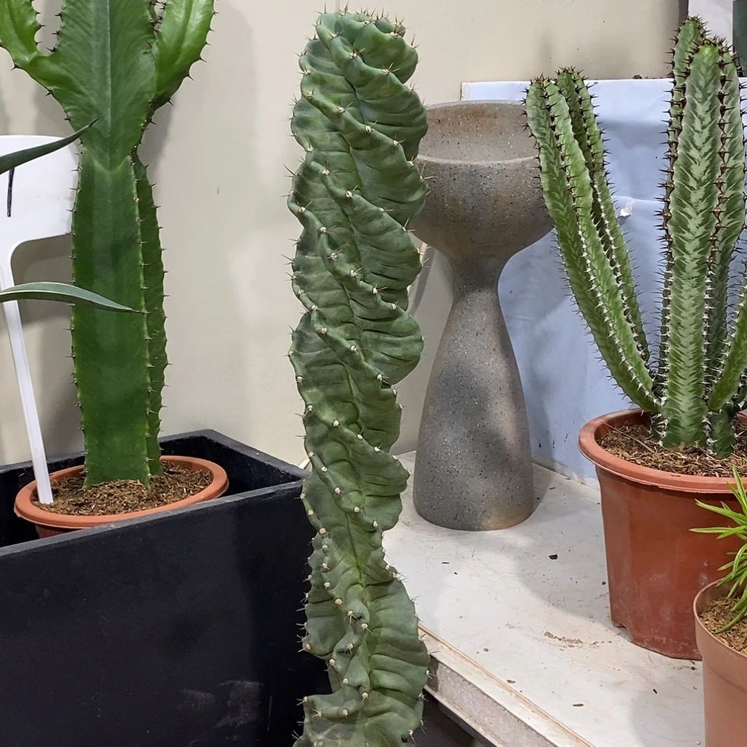 龙卷风一物一拍一