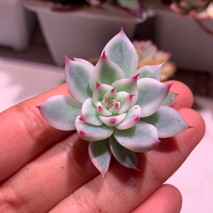 吉娃娃腹轮锦侧芽