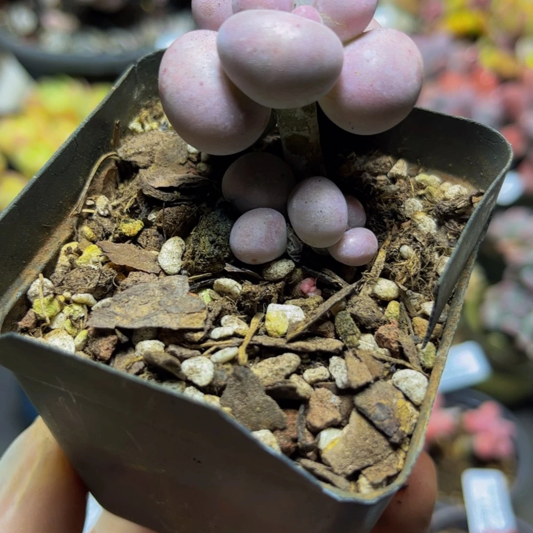 392芭比奶酪4厘米多肉