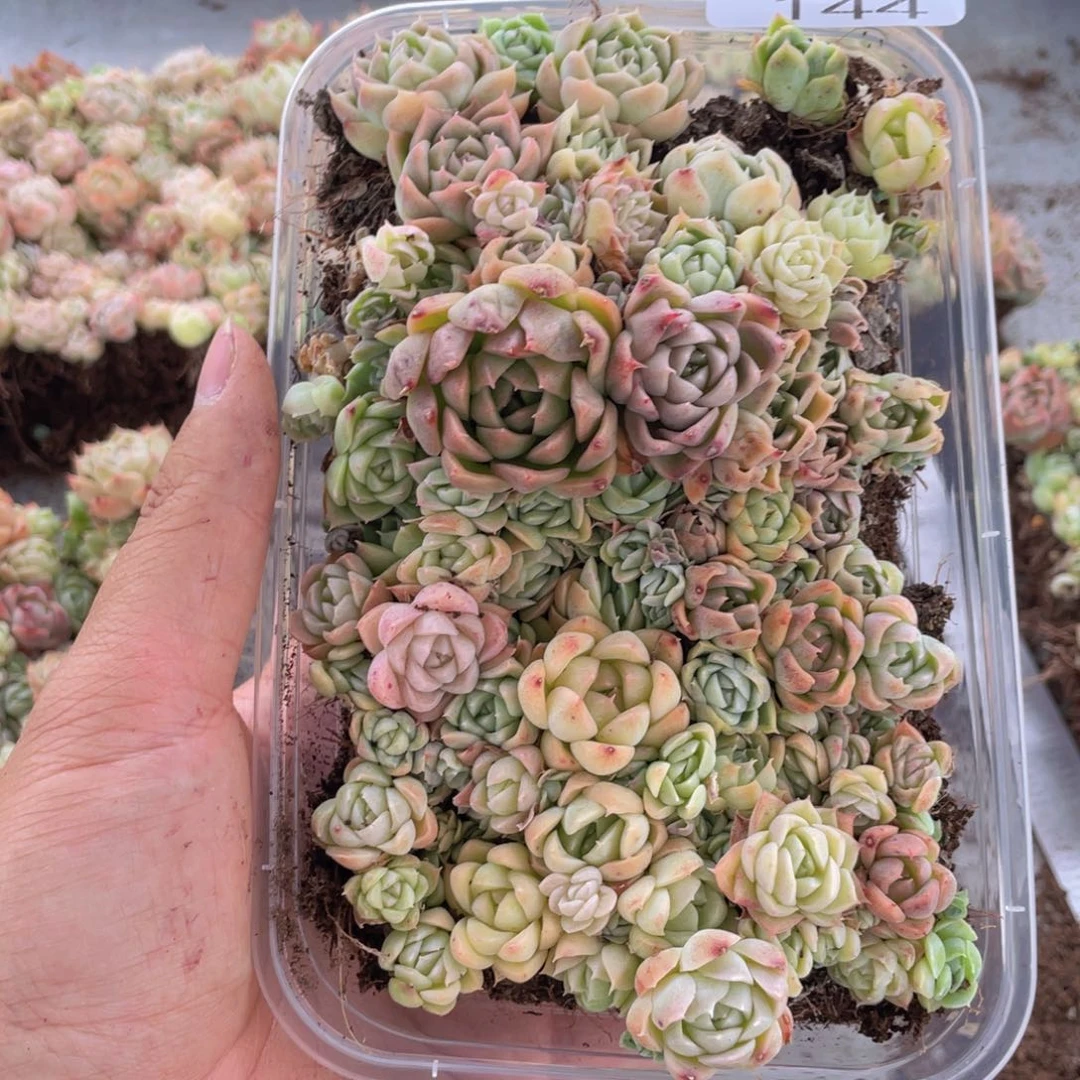 云糖心多肉植物144