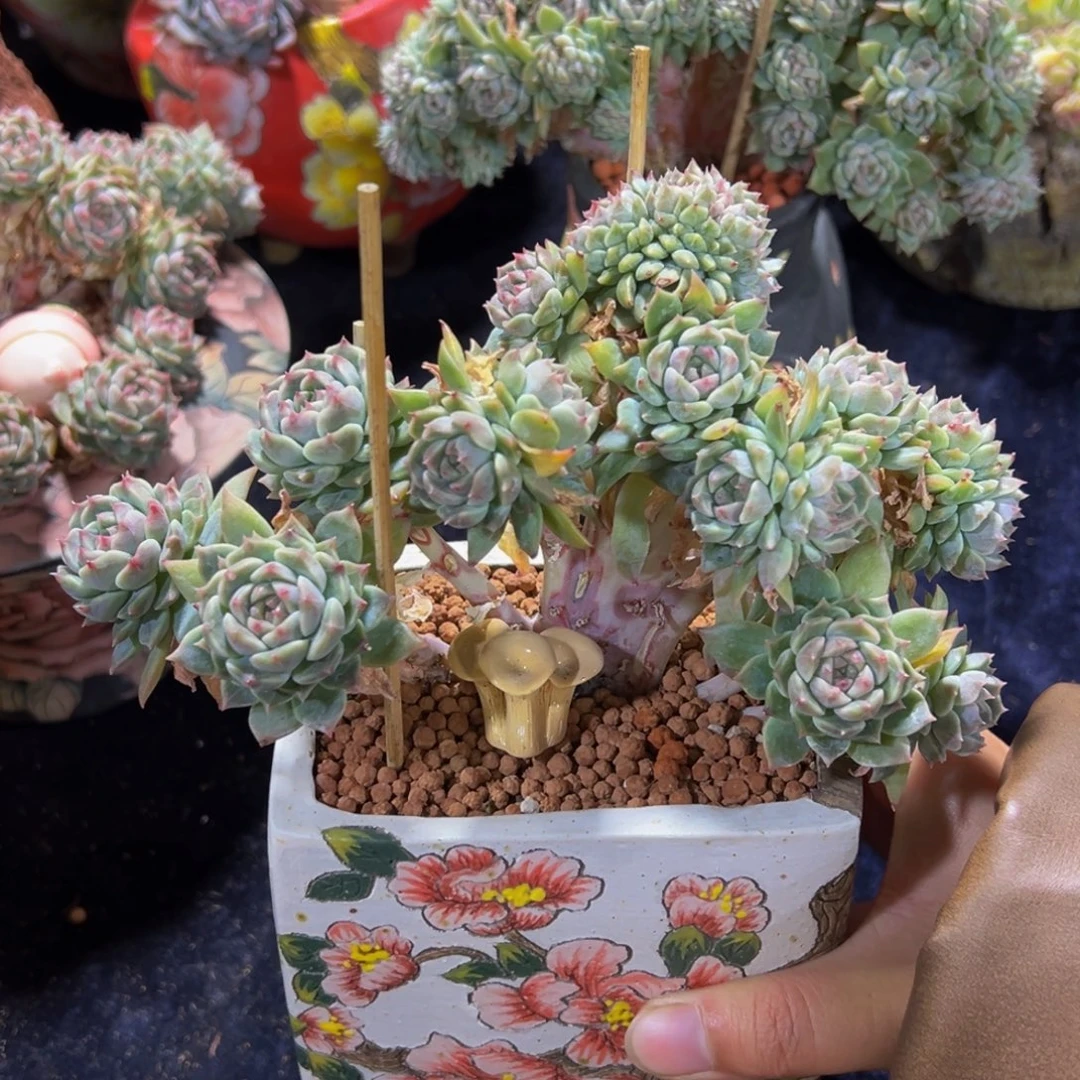 桃****紫心山茶花冰魄缀