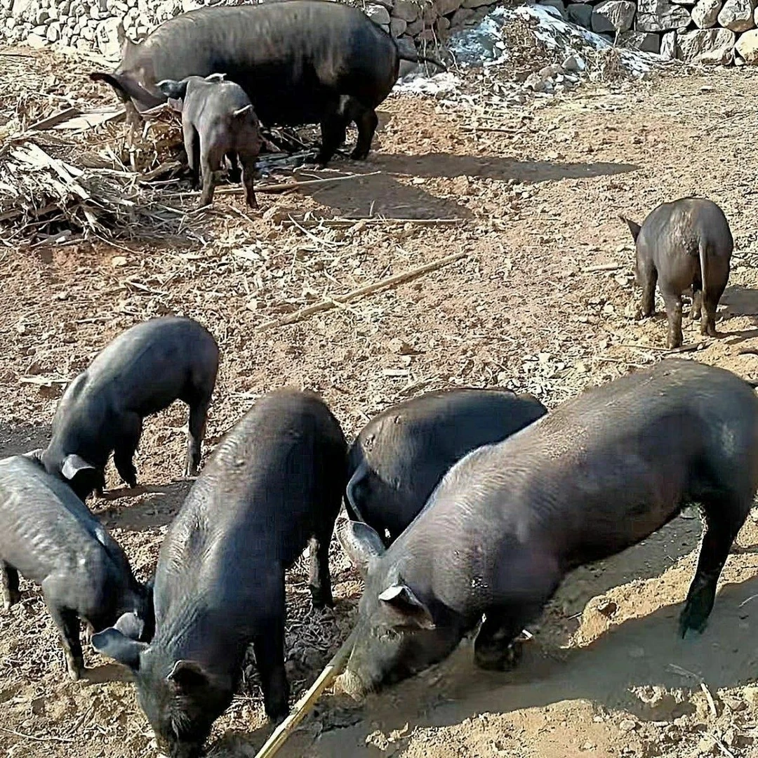 后腿 湘西二代跑山黑毛土猪【现称现卖】一物一拍顺丰冷链包邮
