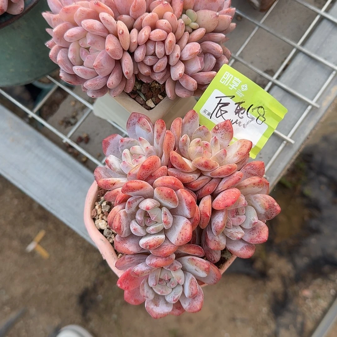 辰***熙橙梦露群生脱土发货
