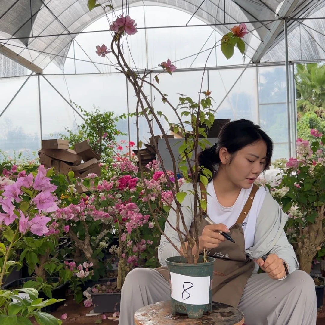 大部分花苞少量开放金发女郎  8
