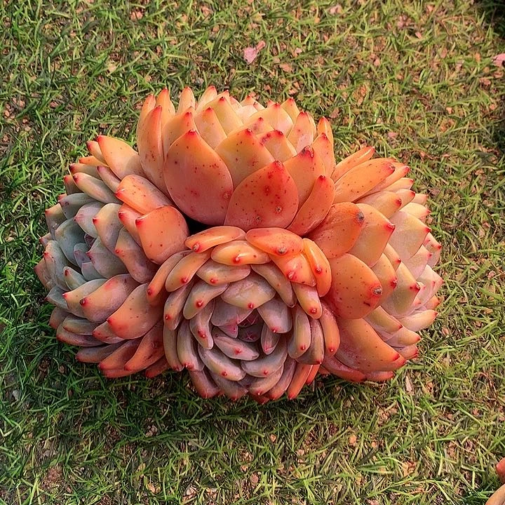 一物一拍，大群橙梦露群