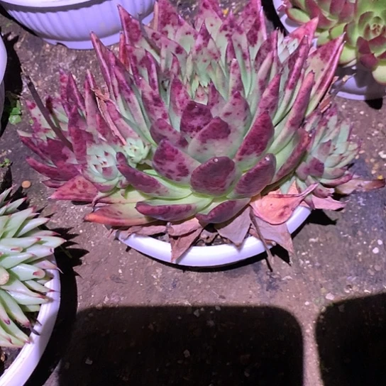 美肉特价活动开始啦