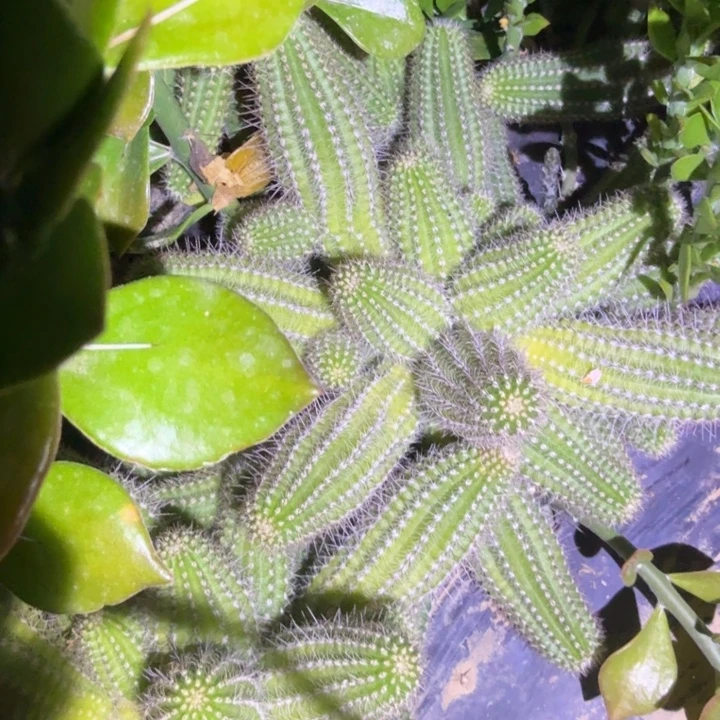 ****安白檀仙人掌群生646