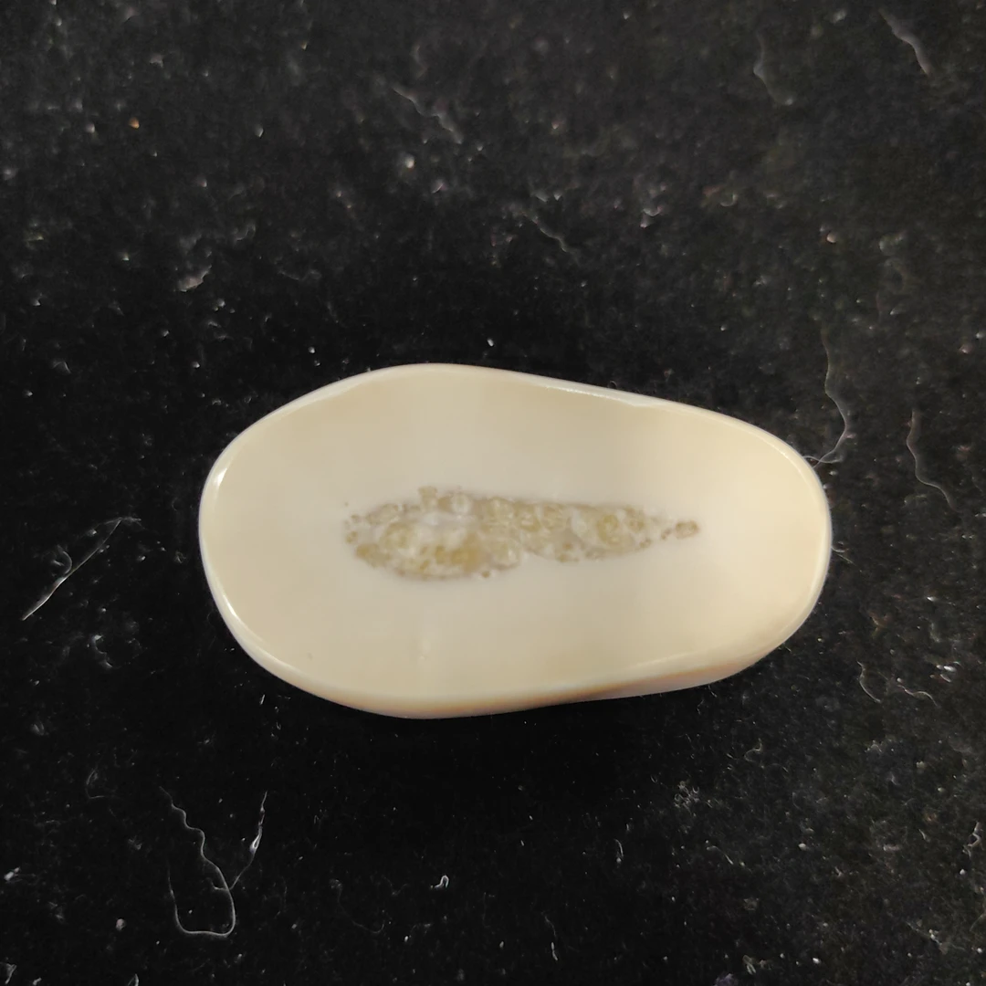 猛犸猛犸虬饼子WT455