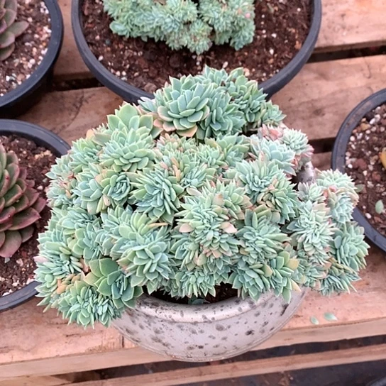 ?****?特价活动开始啦美肉