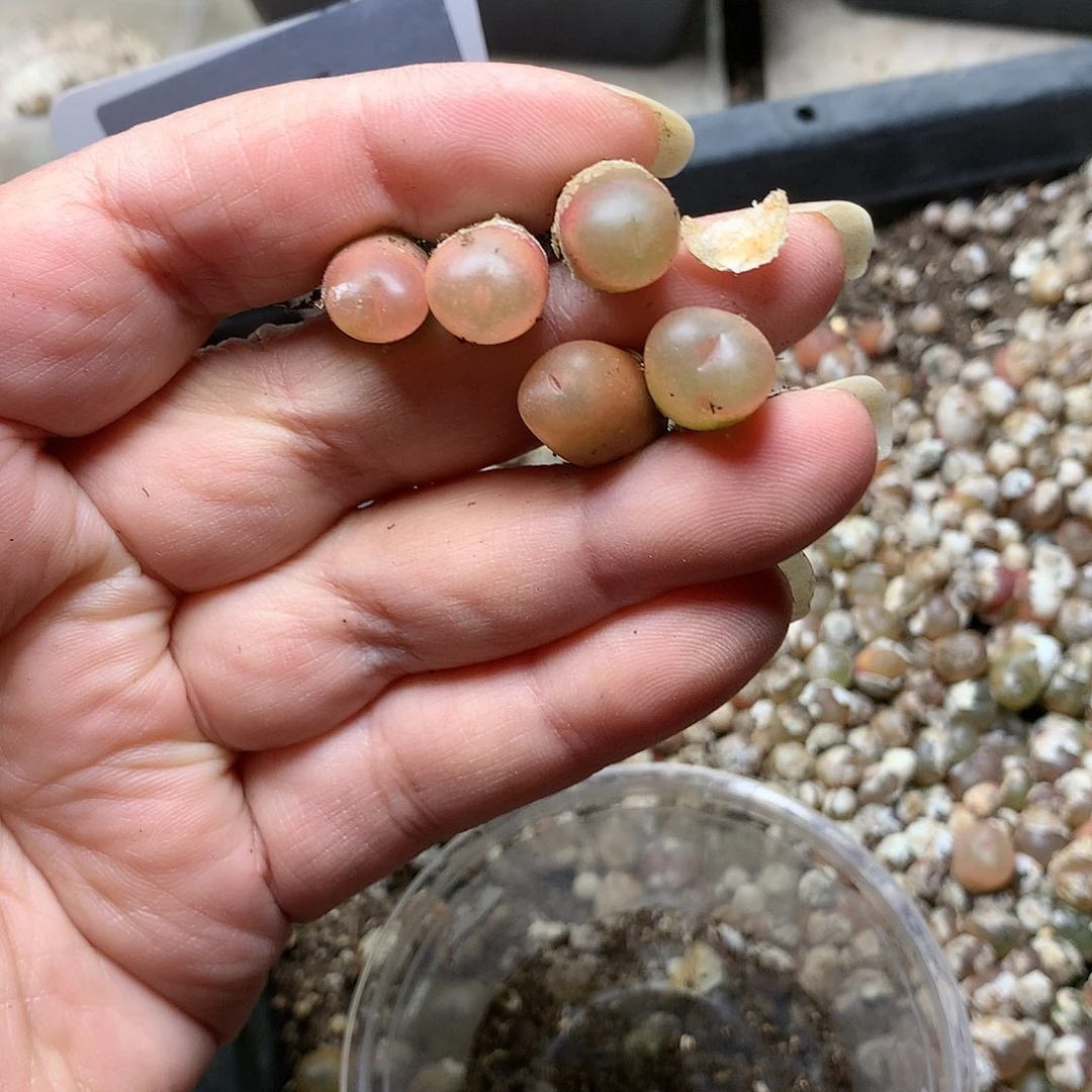 安****7E168多肉植物保护