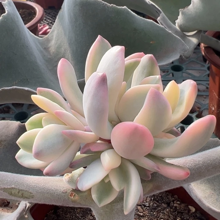 克雷吉锦侧芽一物一拍