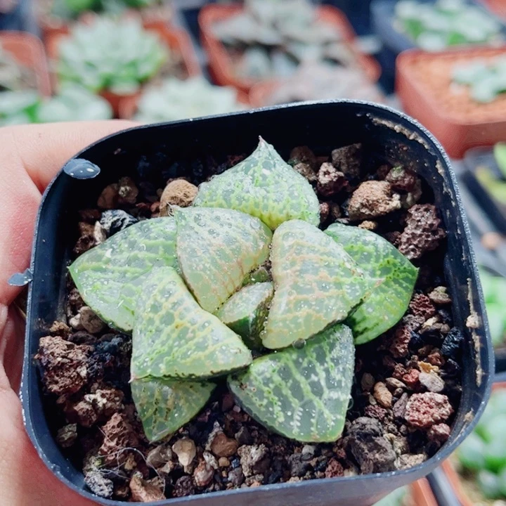 燕*十二卷 白鲸康平