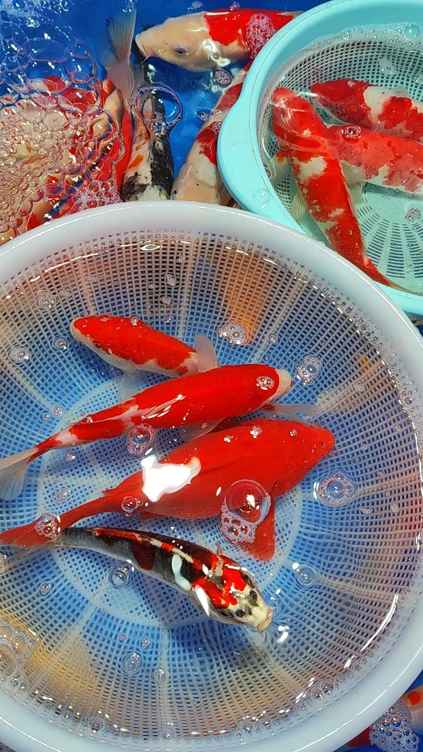 非金属玻璃吊坠 草金短尾红白蓝草招财龙招财龙