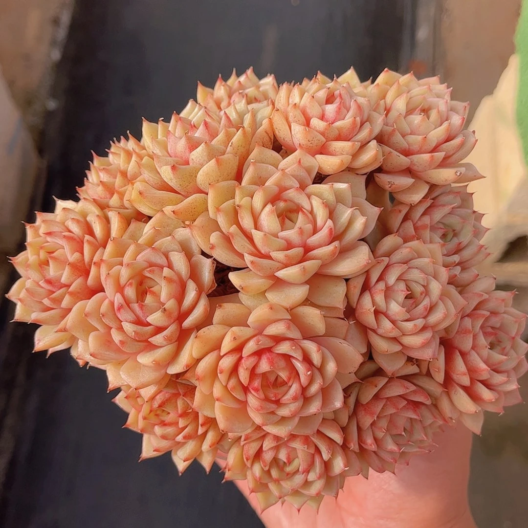 极品糖心苯巴多肉