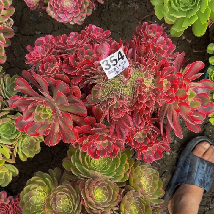 美杜莎花27-6包邮花花