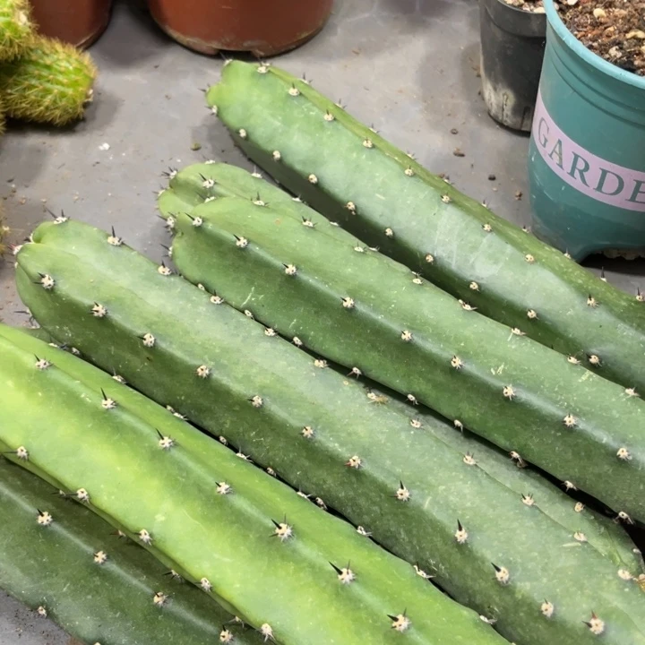 红花袖铺超大一代侧芽5.88