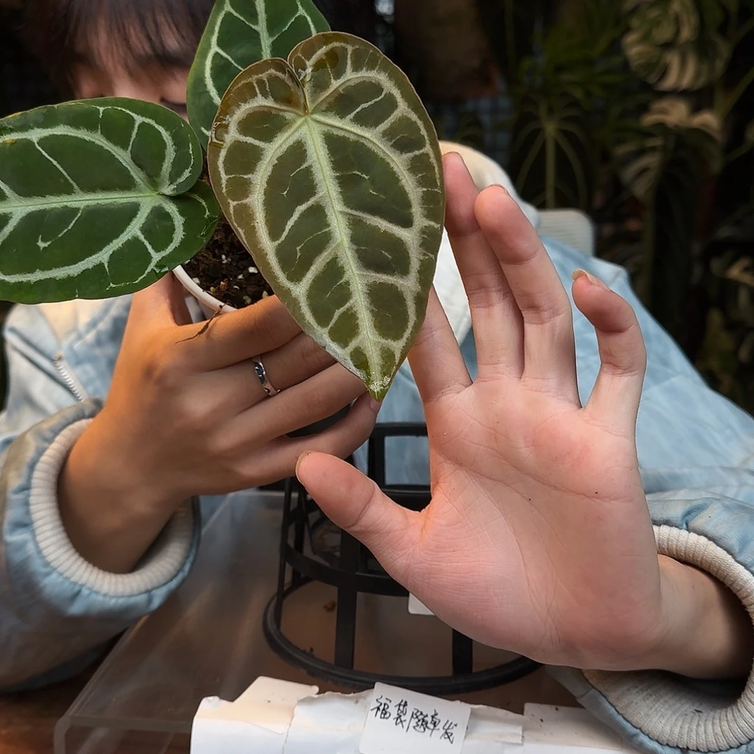 完全开放O71狂想曲杂银色闪光