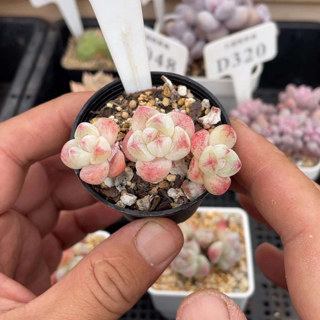 0583冰玉不带盆5厘米