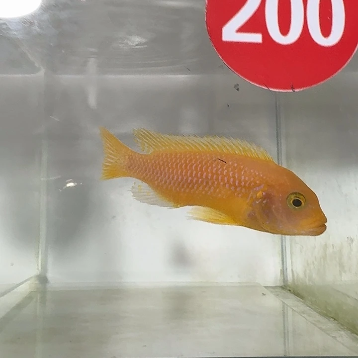 海水200号艾斯特斑马