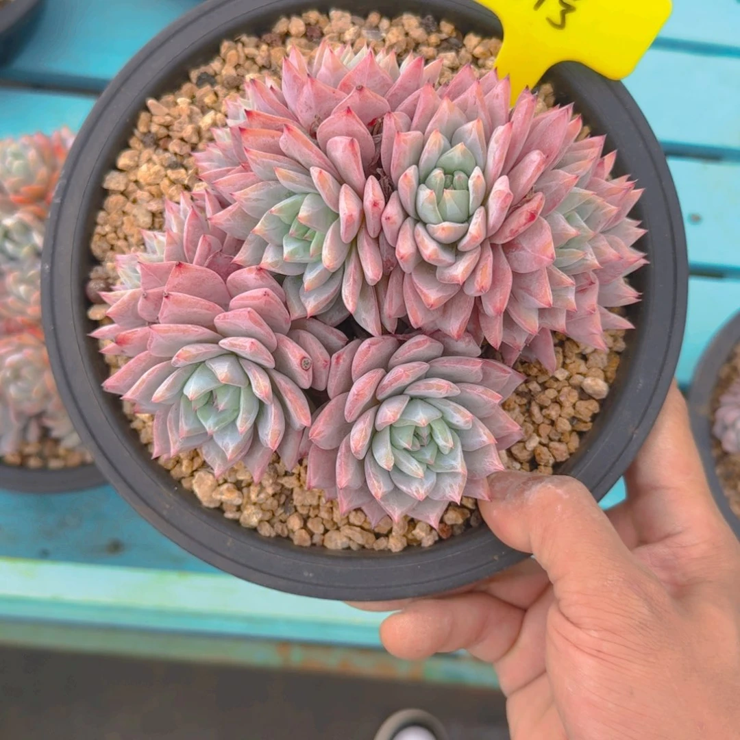 37号多肉福利11111111
