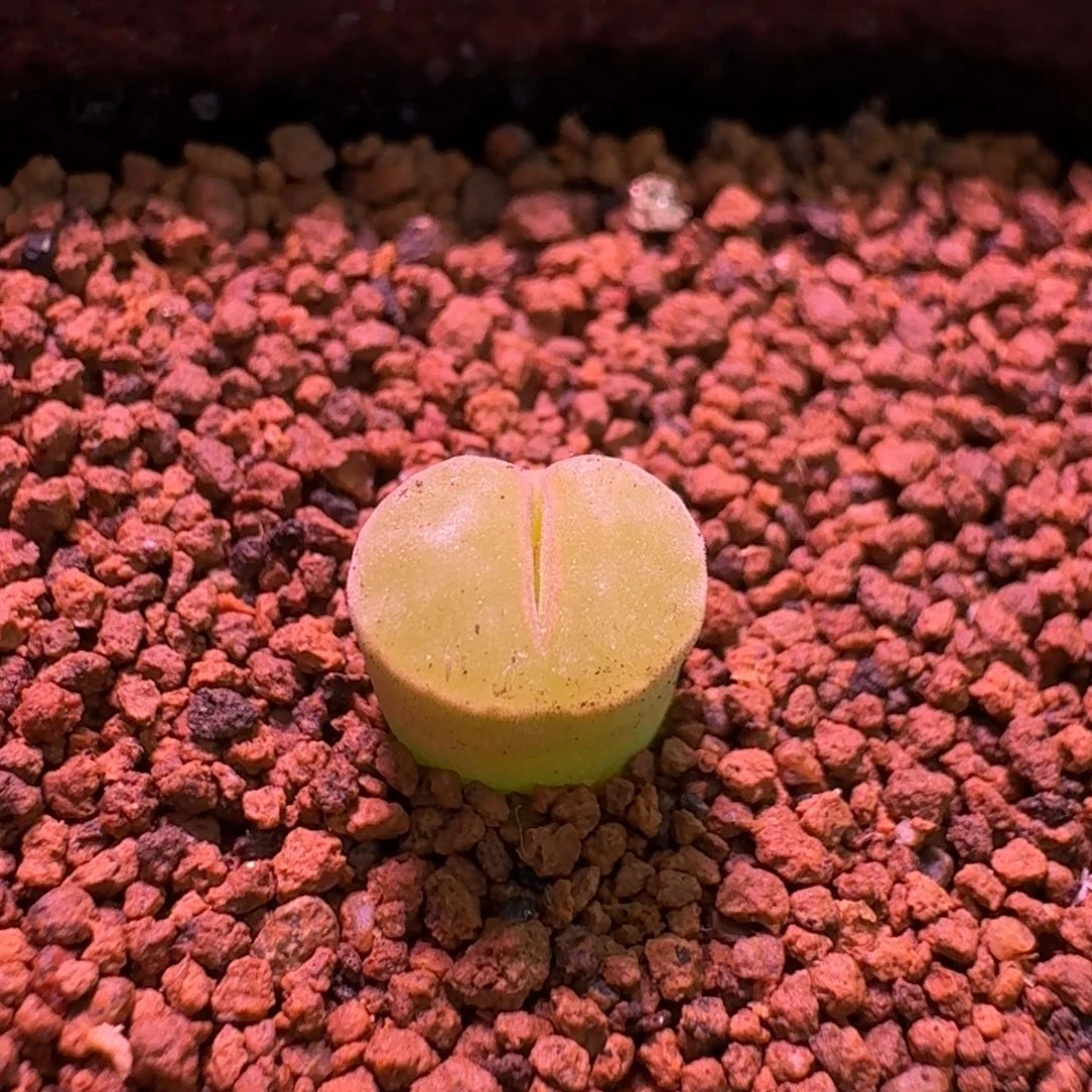 云缦精品番杏16.28 安娜玫瑰