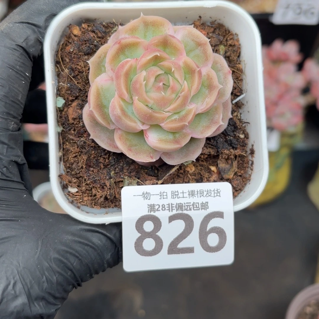 虾饺单头无盆土发货