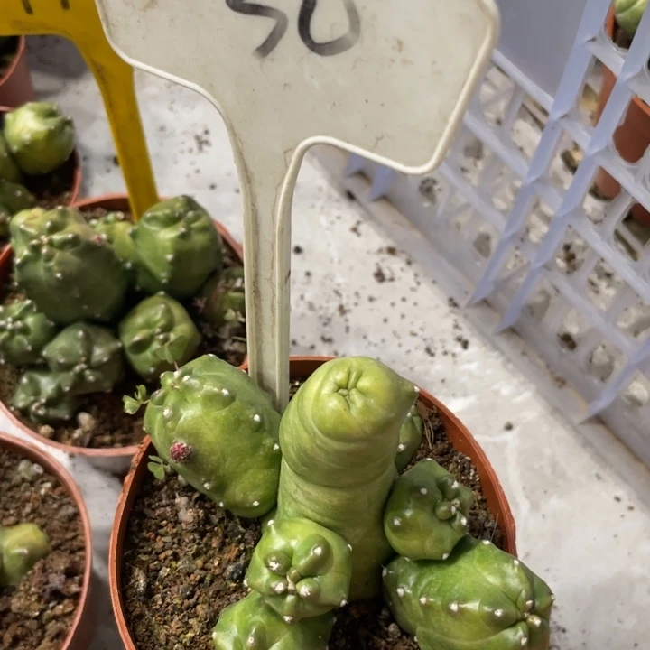 橙桃多头一物一拍30