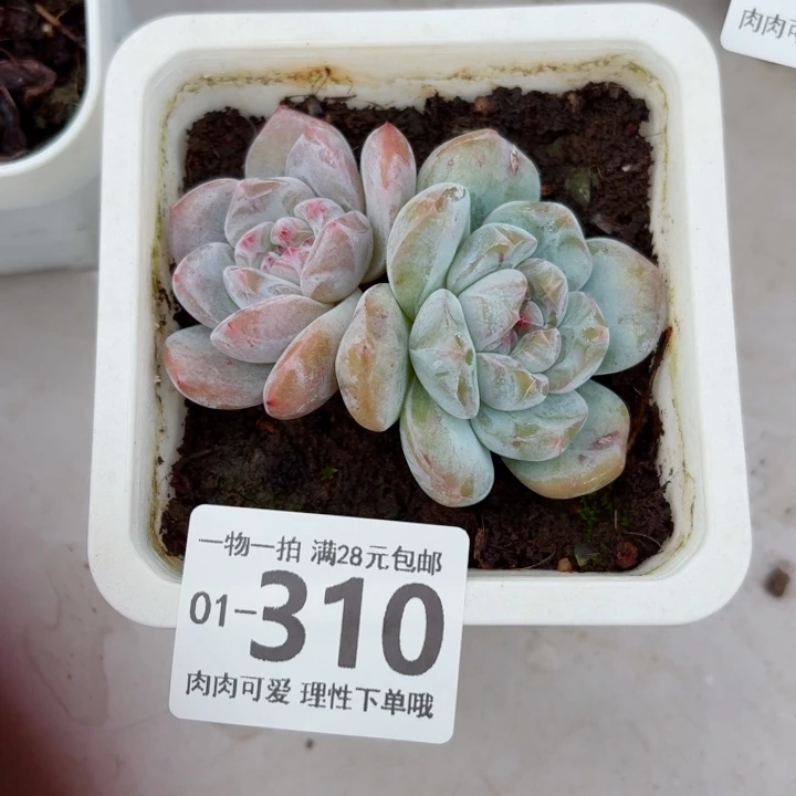 石榴籽无盆土发货多肉多